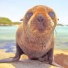 Baby Sea Lion Paint By Numbers