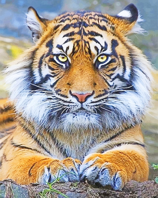 Bengal Tiger Paint By Numbers