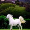 Beautiful White Horse NEW Paint By Numbers