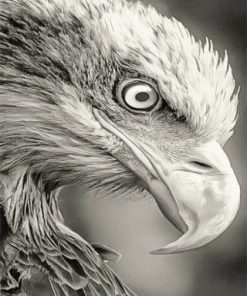 Black and White Eagle Paint By Numbers