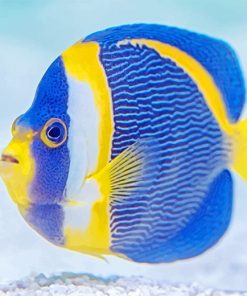 Blue And Yellow Fish Paint By Numbers