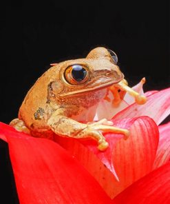 Brown Frog On Flower Paint By Numbers