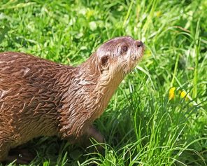 Brown Otter Paint By Numbers