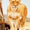 Wildlife Lioness Paint By Numbers
