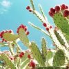Cactus Barbary Fig Paint By Numbers