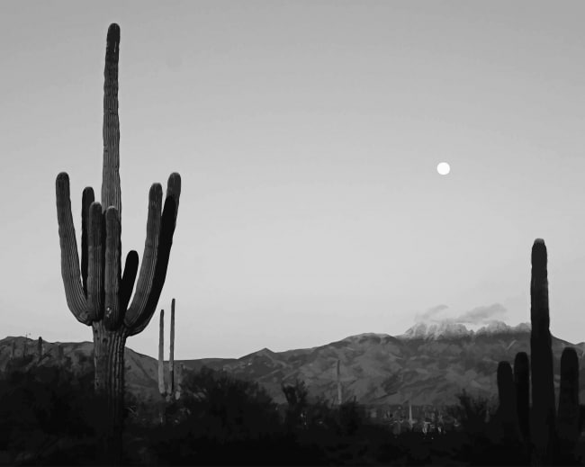 Black And White Saguaro Paint By Numbers