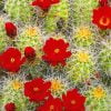 Cactus Red Flowers Paint By Numbers