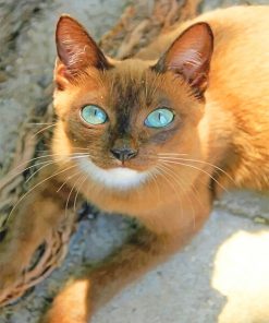 Cat With Blue Eyes Paint By Numbers