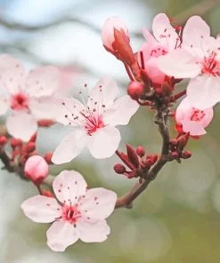 Cherry Blossoms Paint By Numbers