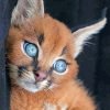 Caracal Cat Paint By Numbers