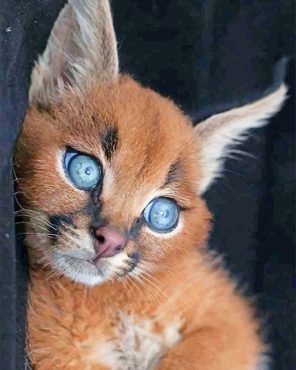 Caracal Cat Paint By Numbers