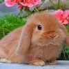 Holland Lop Paint By Numbers