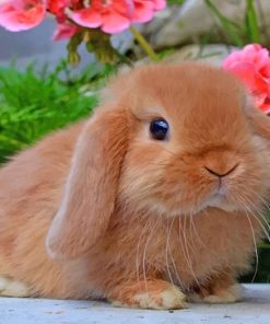 Holland Lop Paint By Numbers