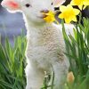 Cute Little Lamb Paint By Numbers