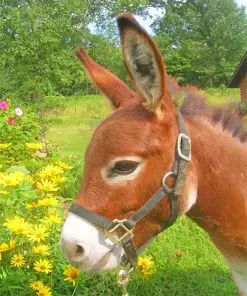 Donkey Animal Paint By Numbers