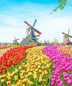 Netherlands Tulips Field Paint By Numbers