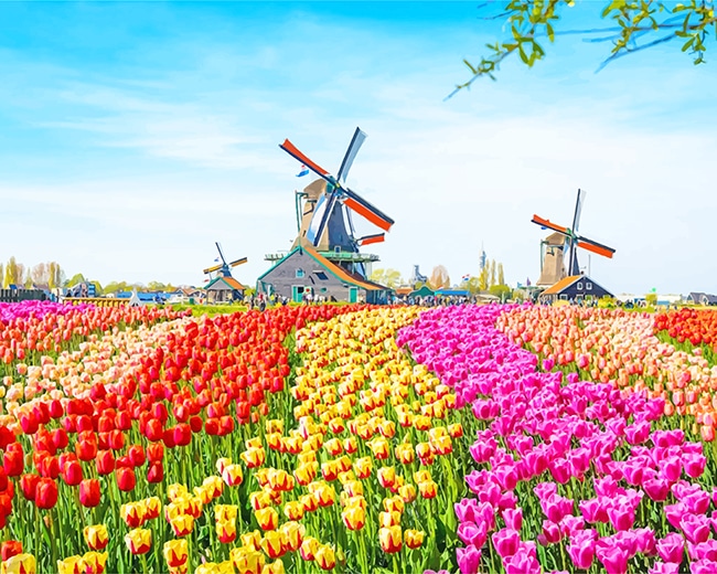 Netherlands Tulips Field Paint By Numbers