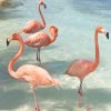 Flamingo Birds Paint By Numbers