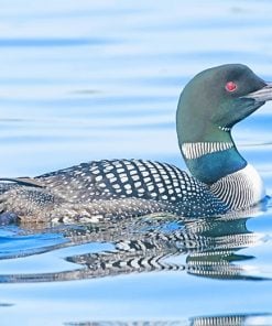 Loon Bird Paint By Numbers