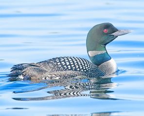 Loon Bird Paint By Numbers