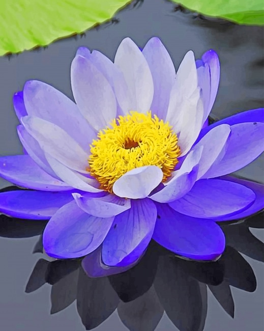Purple Lotus Flower Paint By Numbers