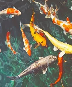Koi Fish In Water Paint By Numbers
