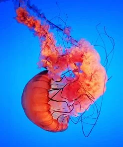 Chrysaora Achlyos Jellyfish Paint By Numbers