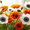 Poppies Anemone flowers