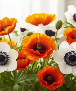 Poppies Anemone flowers