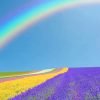 Rainbow Over Hokkaido Garden Paint By Numbers