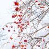 Snow Winterberry Tree Paint By Numbers