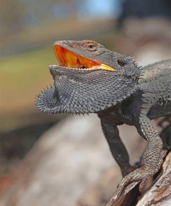 Black Bearded Dragon Paint By Numbers