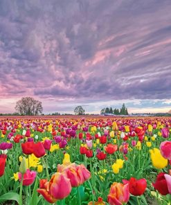 Spring Tulips Field Paint By Numbers
