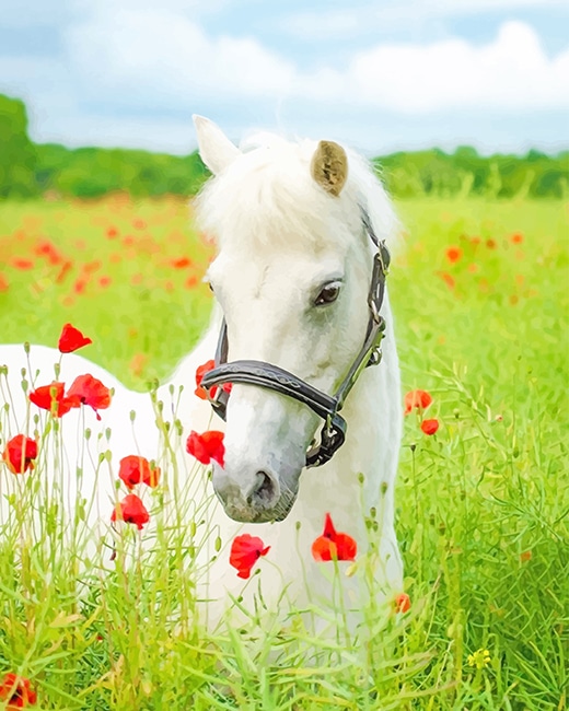 White Horse In Flowers Field Paint By Numbers