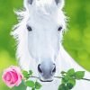 White Horse Holding Pink Rose NEW Paint By Numbers