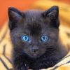 Baby Black Cat Paint By Numbers
