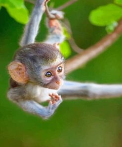 Baby Monkey Paint By Numbers
