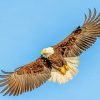 Flying Bald Eagle Paint By Numbers
