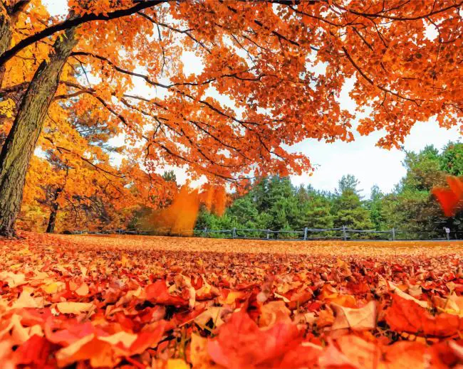 Autumn Nature Paint By Numbers