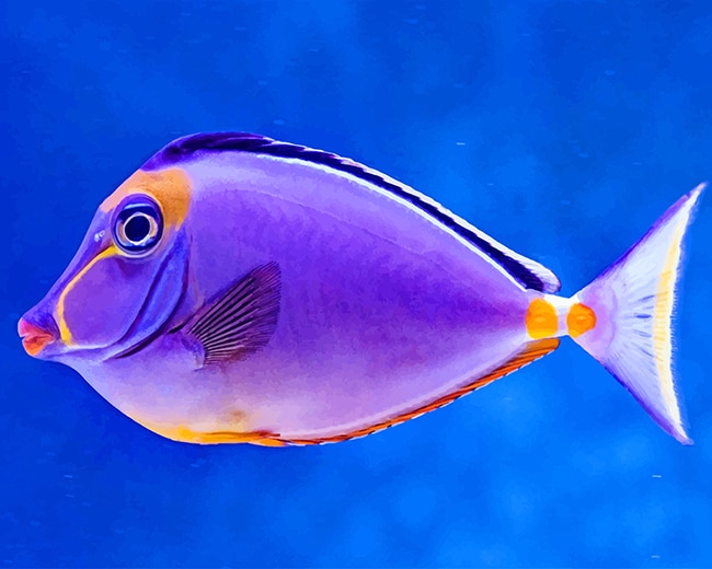 Purple Fish Paint By Numbers