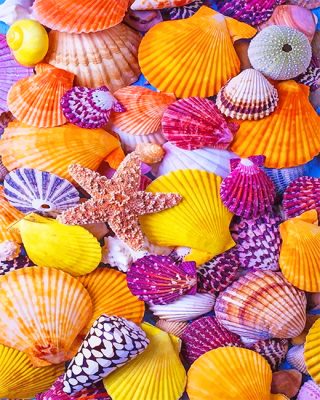 Sea Shell Paint By Numbers