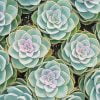 Succulents Plants Paint By Numbers