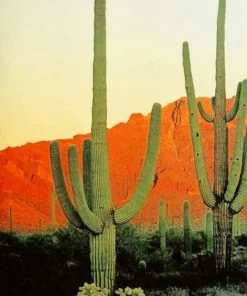 Saguaro Cactus Paint By Numbers