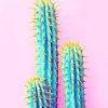 Blue Cactus Paint By Numbers