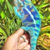 Blue Chameleon Paint By Numbers
