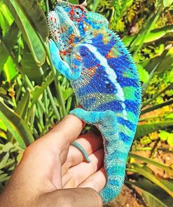 Blue Chameleon Paint By Numbers