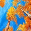 Autumn Birch Trees Paint By Numbers