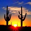 Sunset Cactus Silhouette Paint By Numbers