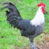 Braekel Chicken Paint By Numbers