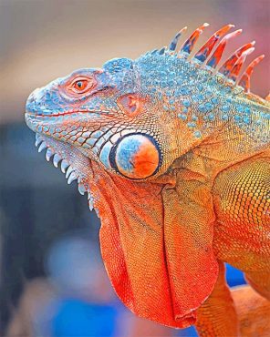Iguana Reptile Paint By Numbers